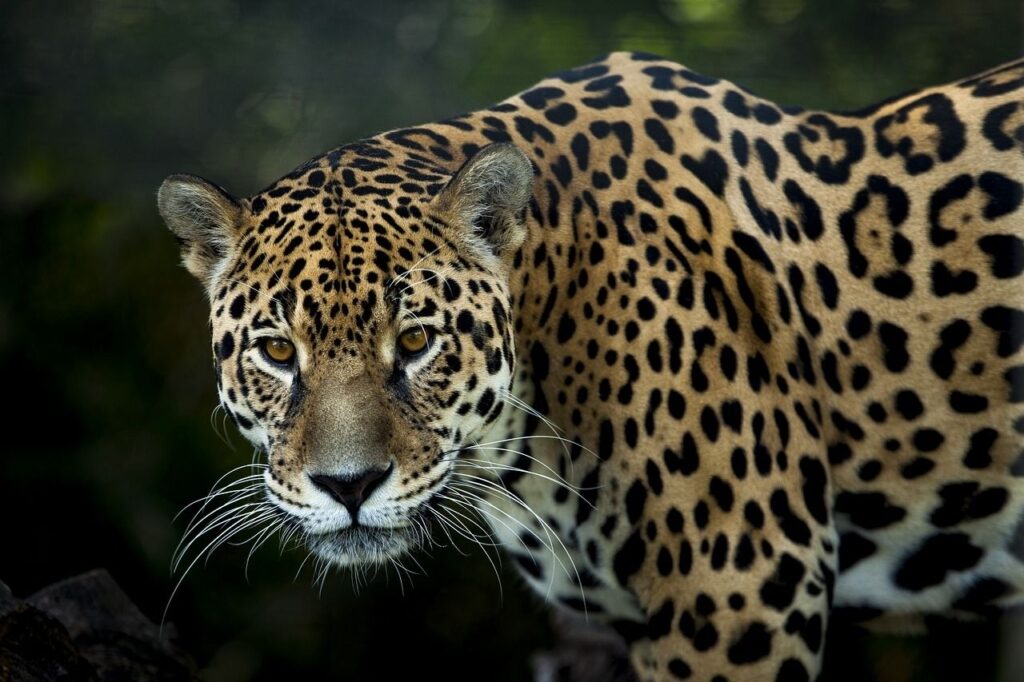 Jaguar devora a un caimán 