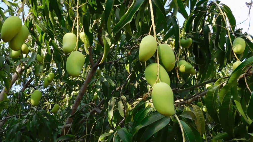 Un árbol de mangos