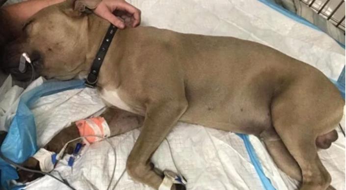 Zeus, perro raza pitbull que salvó la vida de dos niños