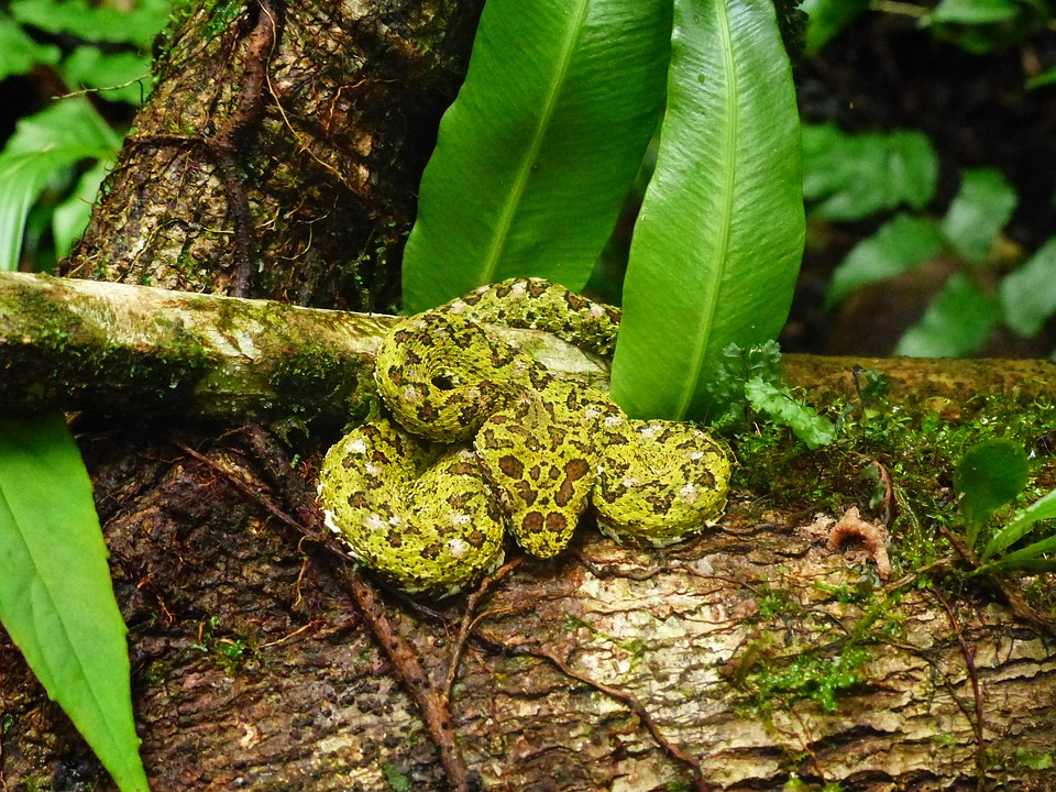 Una serpiente barba amarilla