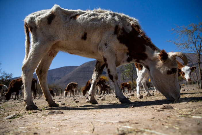 Chile sufre de sequia