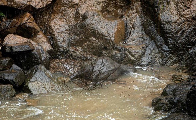 Los paquidermos resbalaron desde una cascada en la noche del sabado