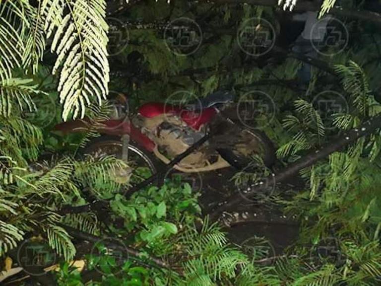 Motociclista granadino es aplastado por las ramas de un frondoso árbol