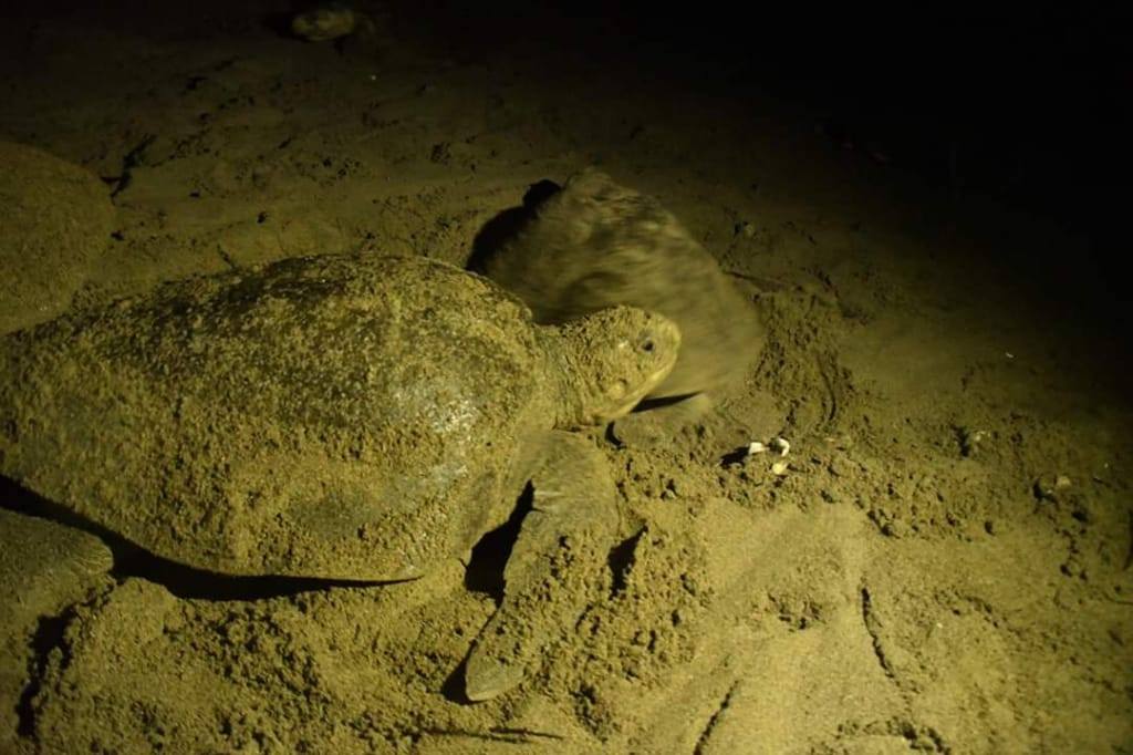 arribo de torturas en San Juan del Sur