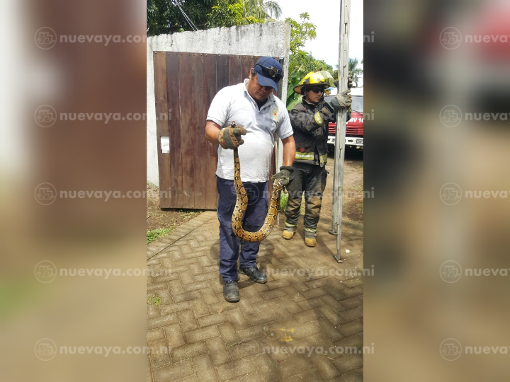 Los bomberos de Ticuantepe recuperaron sana y salva al reptil