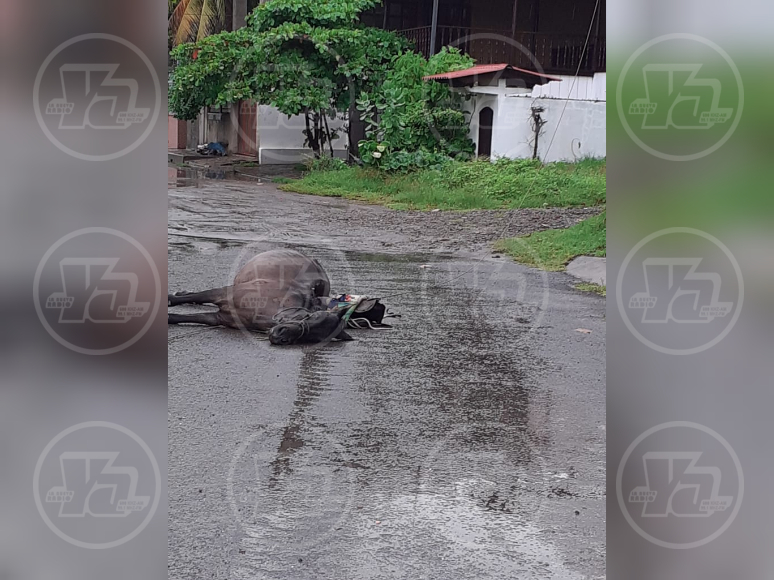 Un caballo murió electrocutado en León