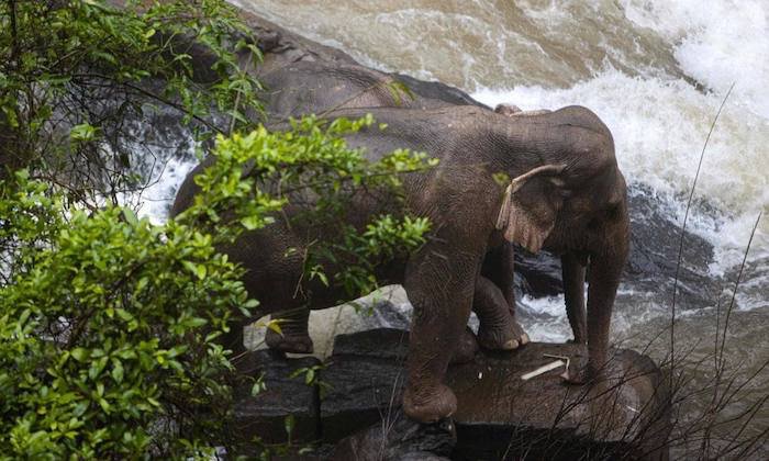 6 elefantes murieron ahogados al caer desde una cascada en Tailandia