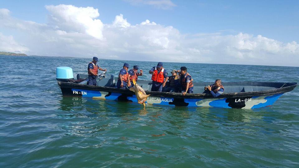 Fuerza Naval libera tortugas