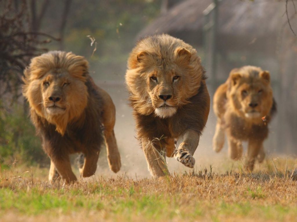 Descuartizan a leones para ritual de magia negra 