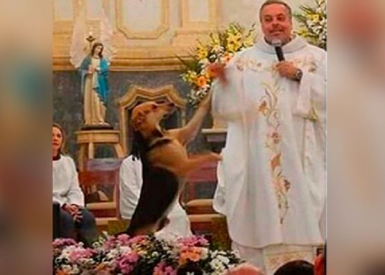 El sacerdote João Paulo Araujo Gomes rescata a perros callejeros