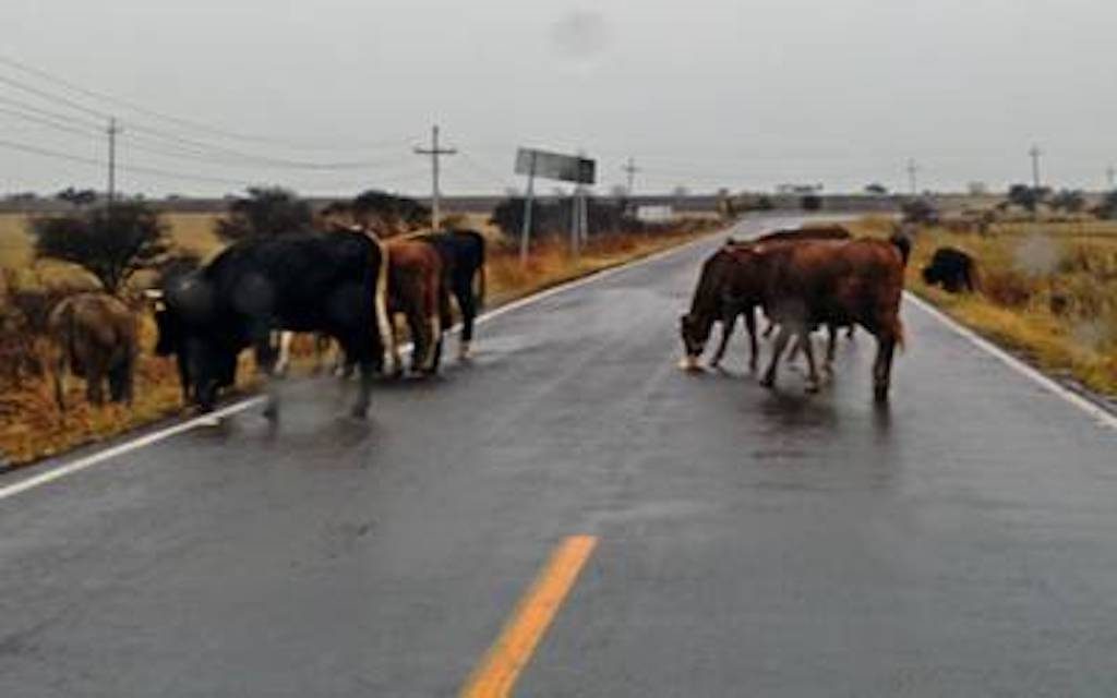 Semovientes encontrados vagando serán llevados al zoológico para alimentar a los carnívoros en Chontales