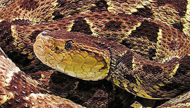 Serpiente Barba Amarilla Manda Al Cementerio A Una Señora Del Caribe 