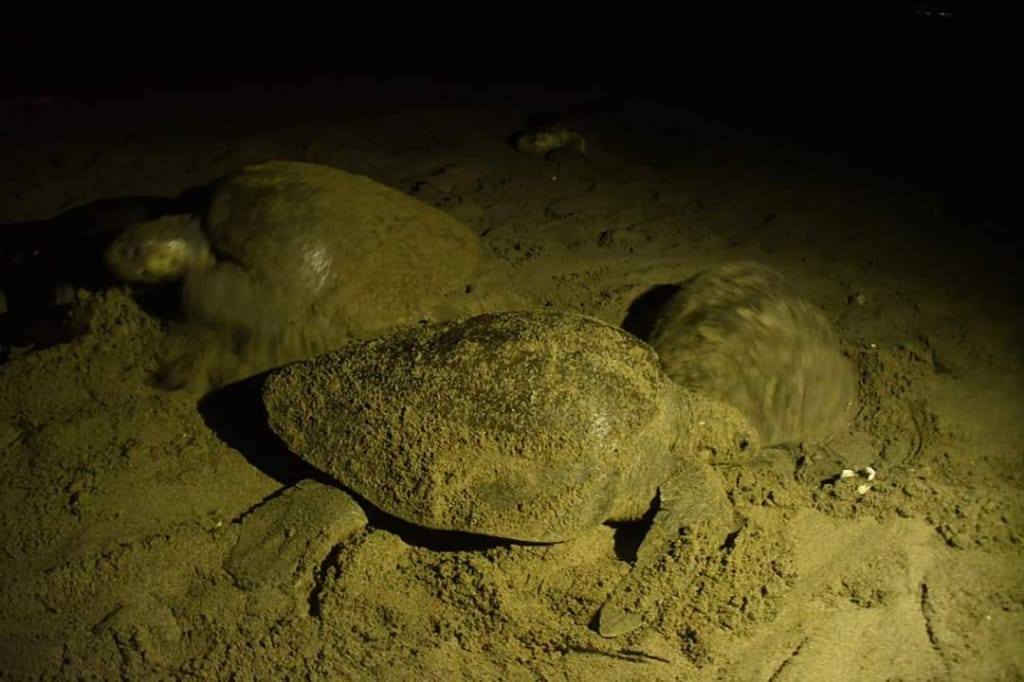 Tortugas desovando en San Juan del Sur