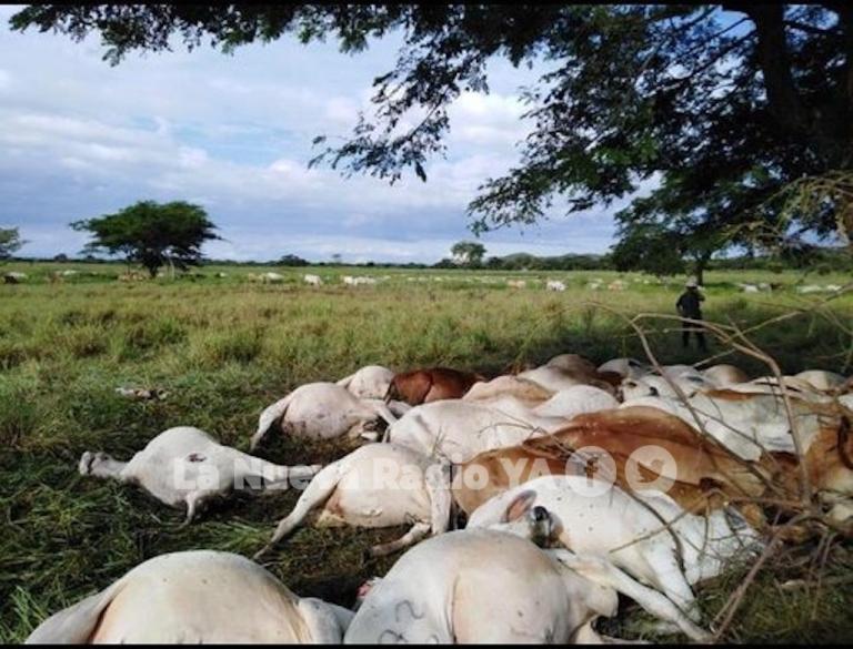 Rayo mata a 60 vacas en una finca de Juigalpa, Chontales