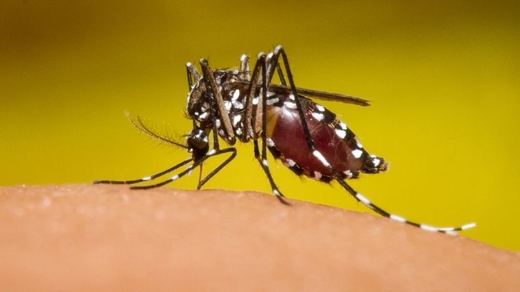 El virus del dengue se propaga por mosquitos hembra, principalmente de la especie Aedes aegypti y en menor medida A