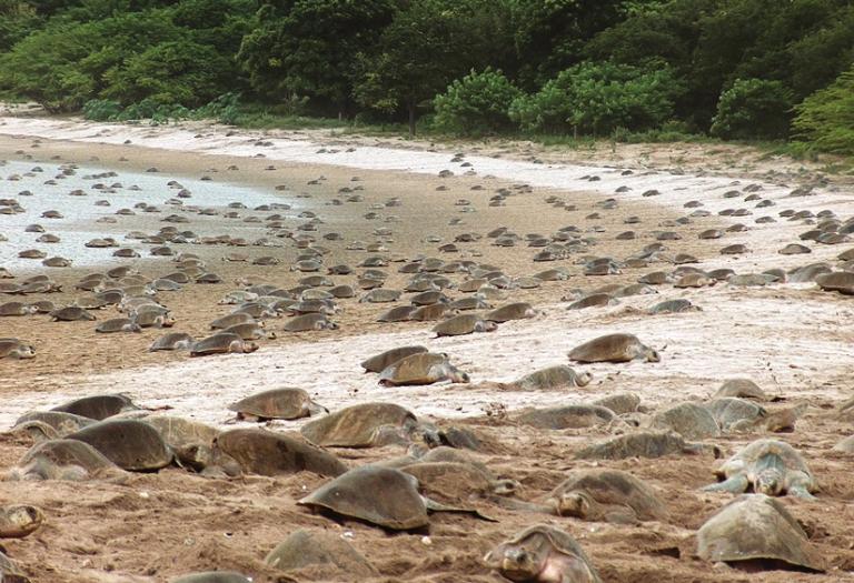 Cientos de tortugillos son liberados en refugio de vida silvestre Río Escalante-Chacocente, en Carazo