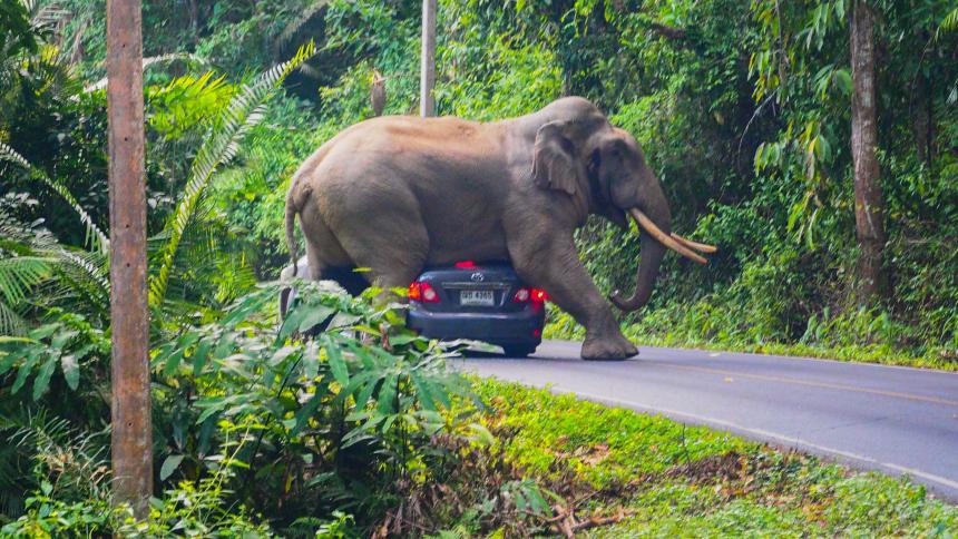 Elefante mata a 5 personas en India