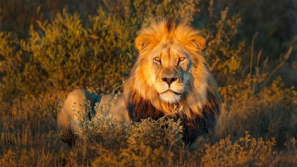 Un leon de nairobi kenia