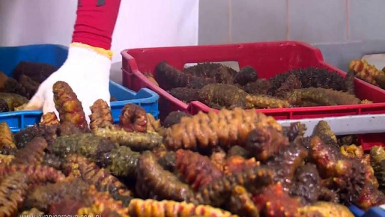 INPESCA otorga 187 permisos de pesca del pepino de mar en Nicaragua