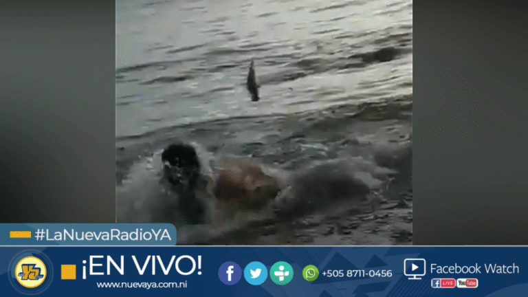 Tiburón asusta a un bañista en la Isla Zapatera de Nicaragua