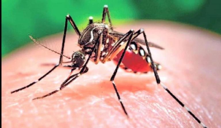 Panamá registra dos victimas mortales por dengue