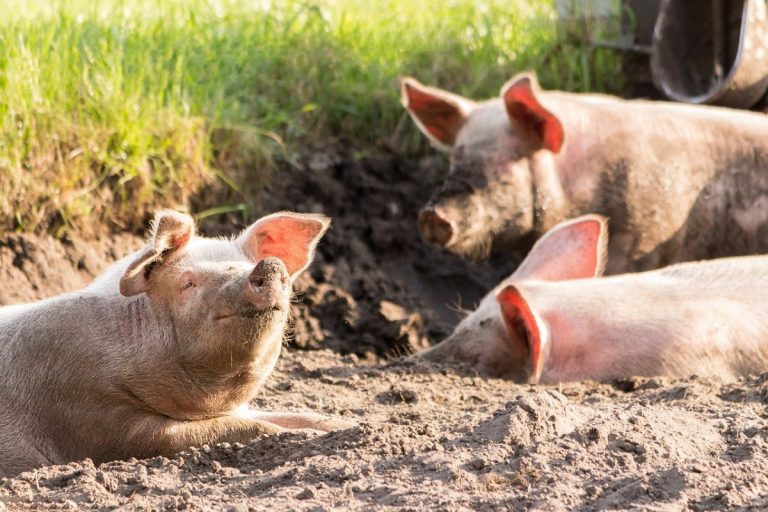 Delincuentes desaparecen dos caballos y un cerdo en Jinotega