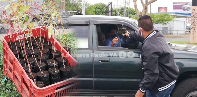Inafor regaló 250 árboles de eucalipto en Managua
