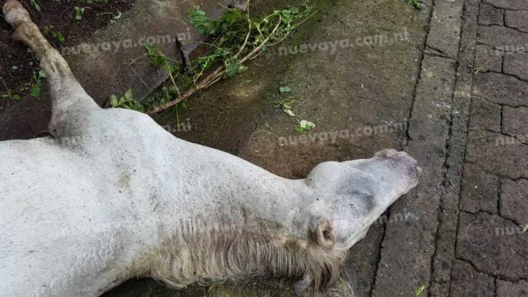 Abejas matan un caballo y dejan graves a dos personas en Jinotega