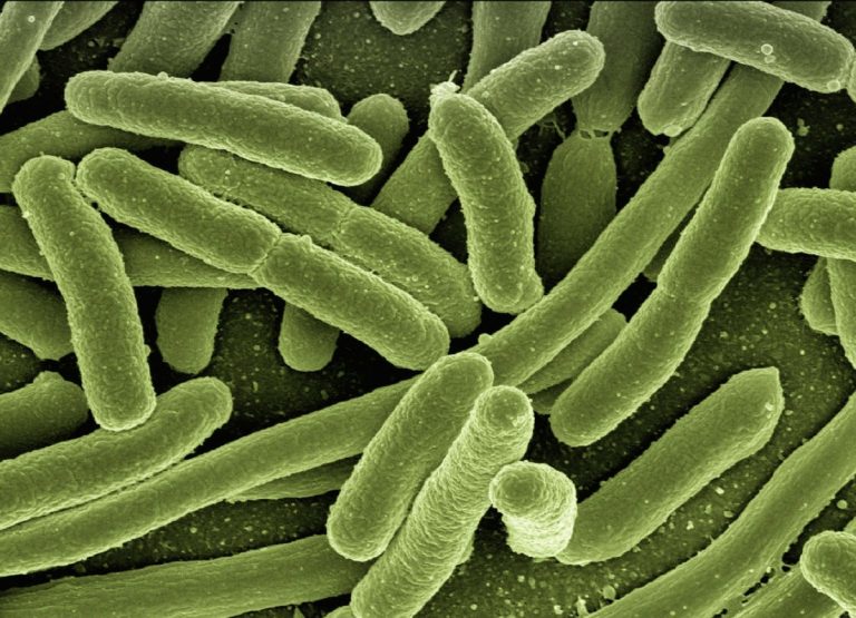 Evitan brote de superbacteria tras descifrar su código genético