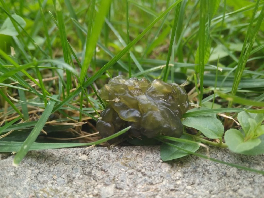 Esta masa verde gelatinosa es una colonia de cianobacterias del género Nostoc