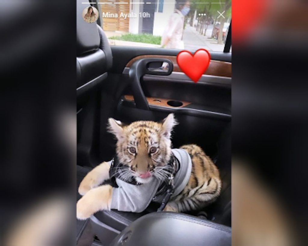 La fémina aseguró que compró el tigre de forma legal 