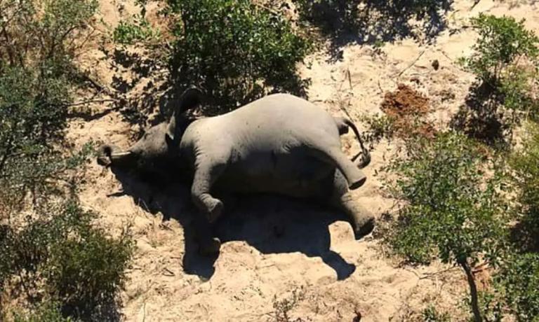 Descubren que una bacteria mató a cientos de elefantes en Botsuana