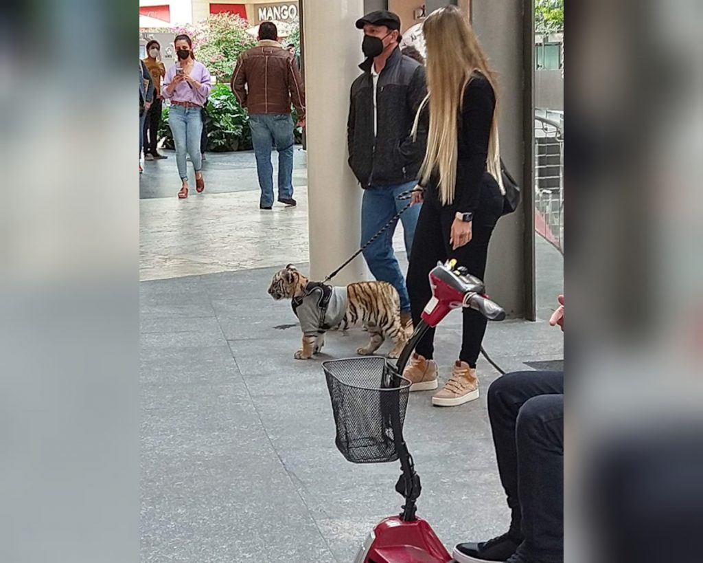 Una mujer se volvió famosa por pasear a su tigre de Bengala en México