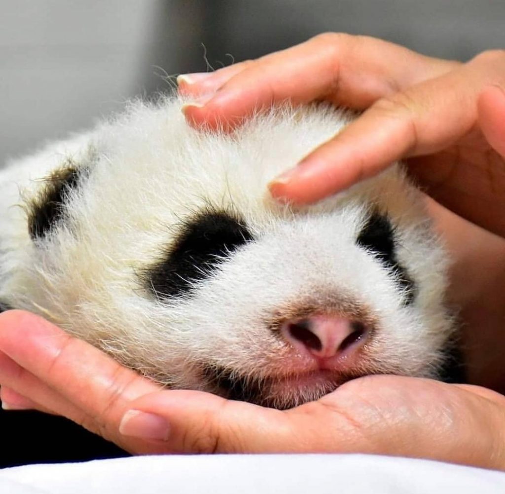  Rou Rou el nuevo inquilino del zoológico de Taipei