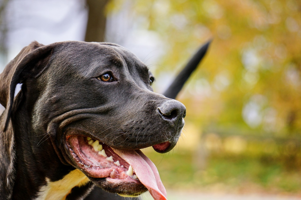 Ana Rosa García Parrales murió a manos de su perro pitbull en Carazo, Nicaragua