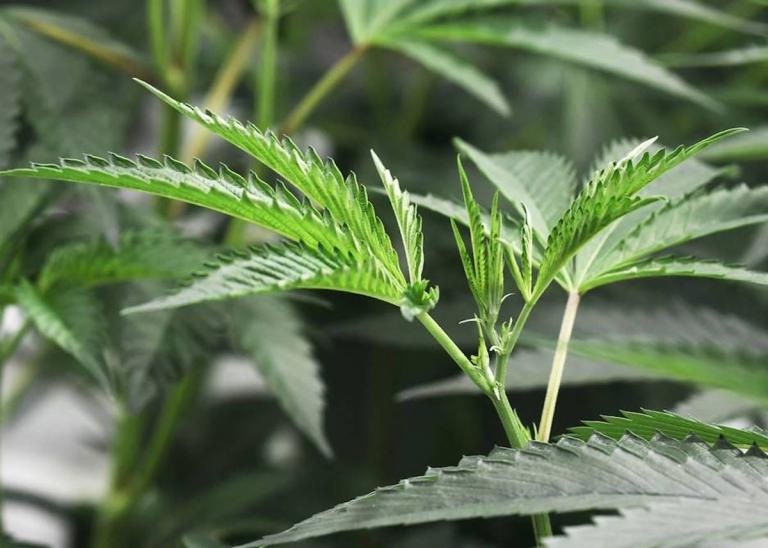 Arrestan a par de sujetos con más de 2 libras de marihuana en distintos puntos de Jinotega