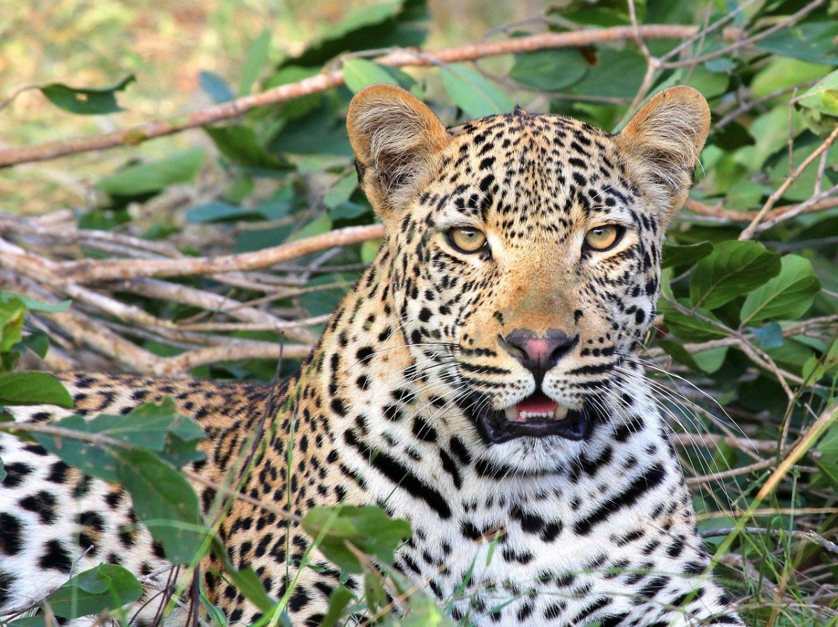 Leopardo por