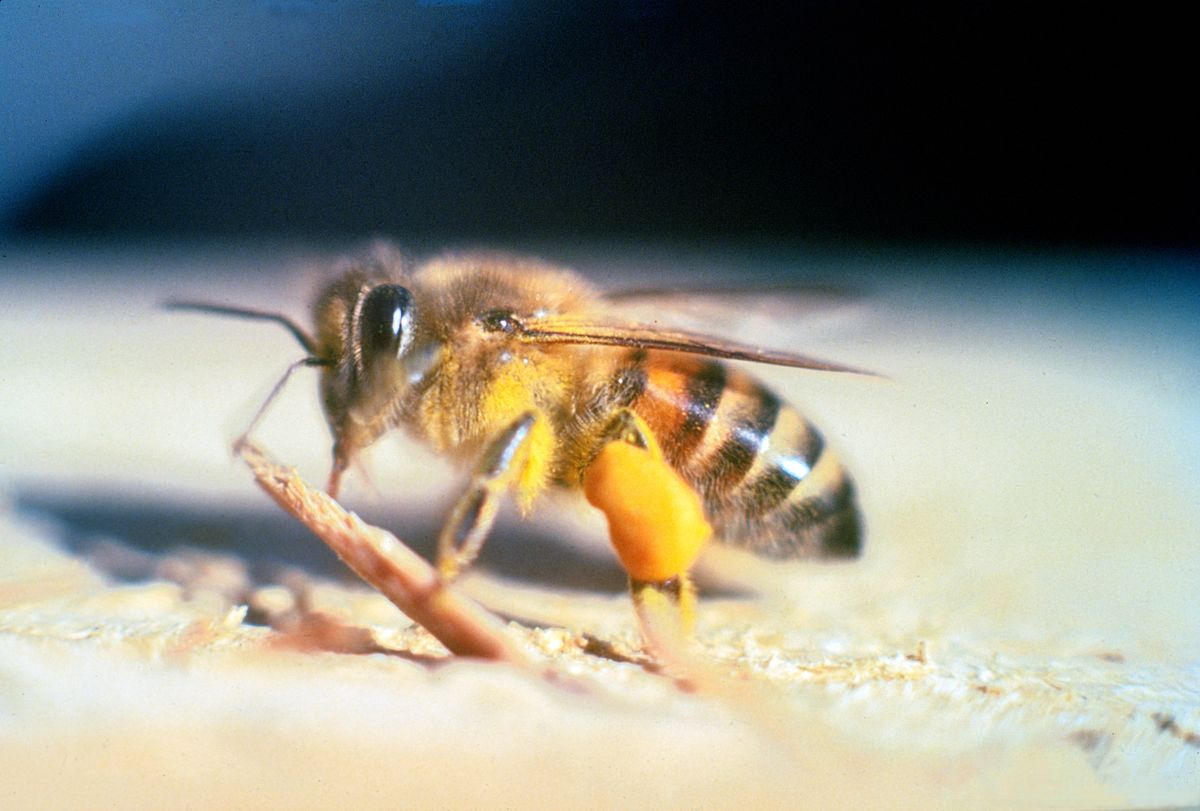 Las abejas africanizadas son comúnmente llamadas abejas asesinas o incorrectamente abejas africanas