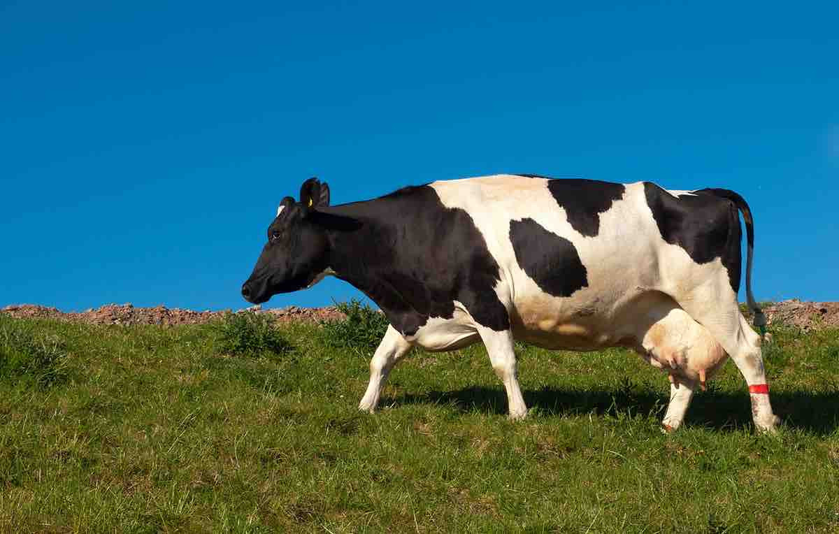 Vaca portada