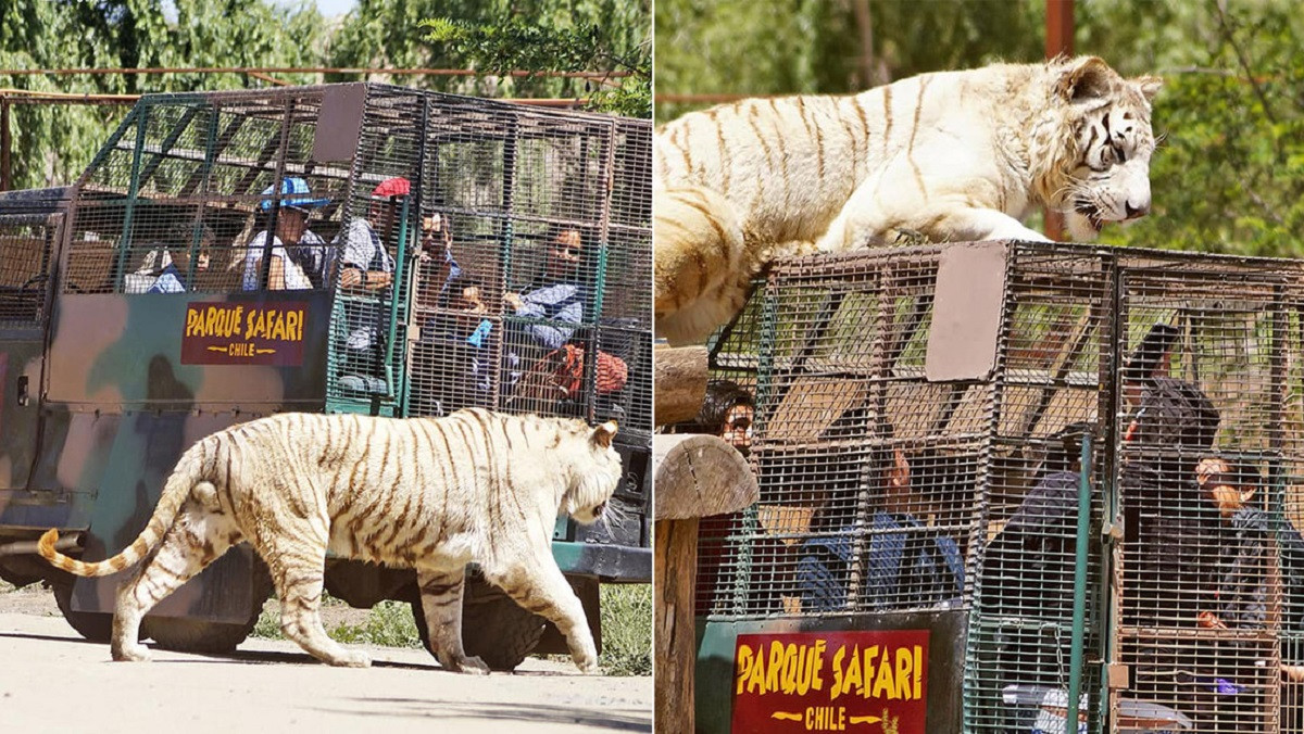 Muere una mujer en un zoológico en Chile tras ser atacada ...