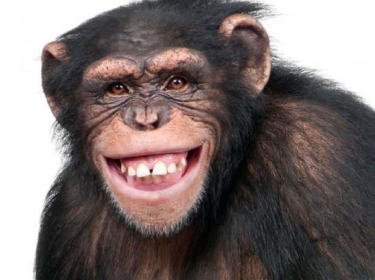 Denuncian a mujer por ser la amante del chimpancé de un zoológico, en Bélgica