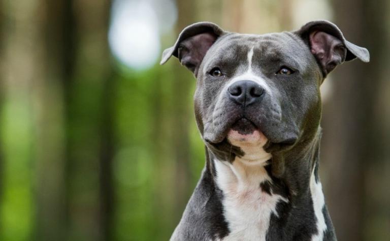 Pitbull ataca a bebe de 7 meses en Granada