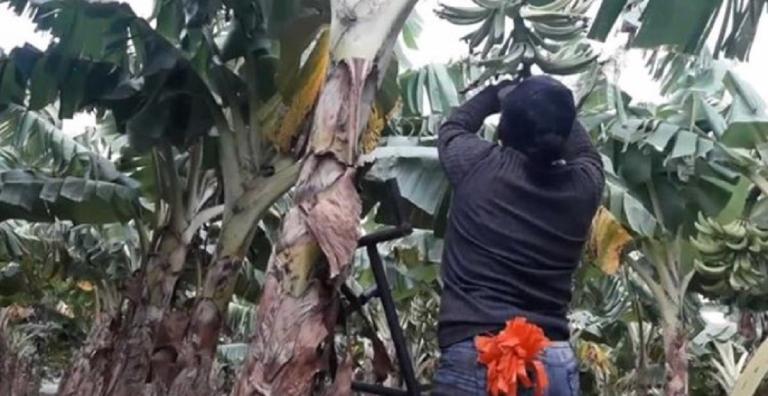 Centroamérica es el principal destino del plátano nicaragüense