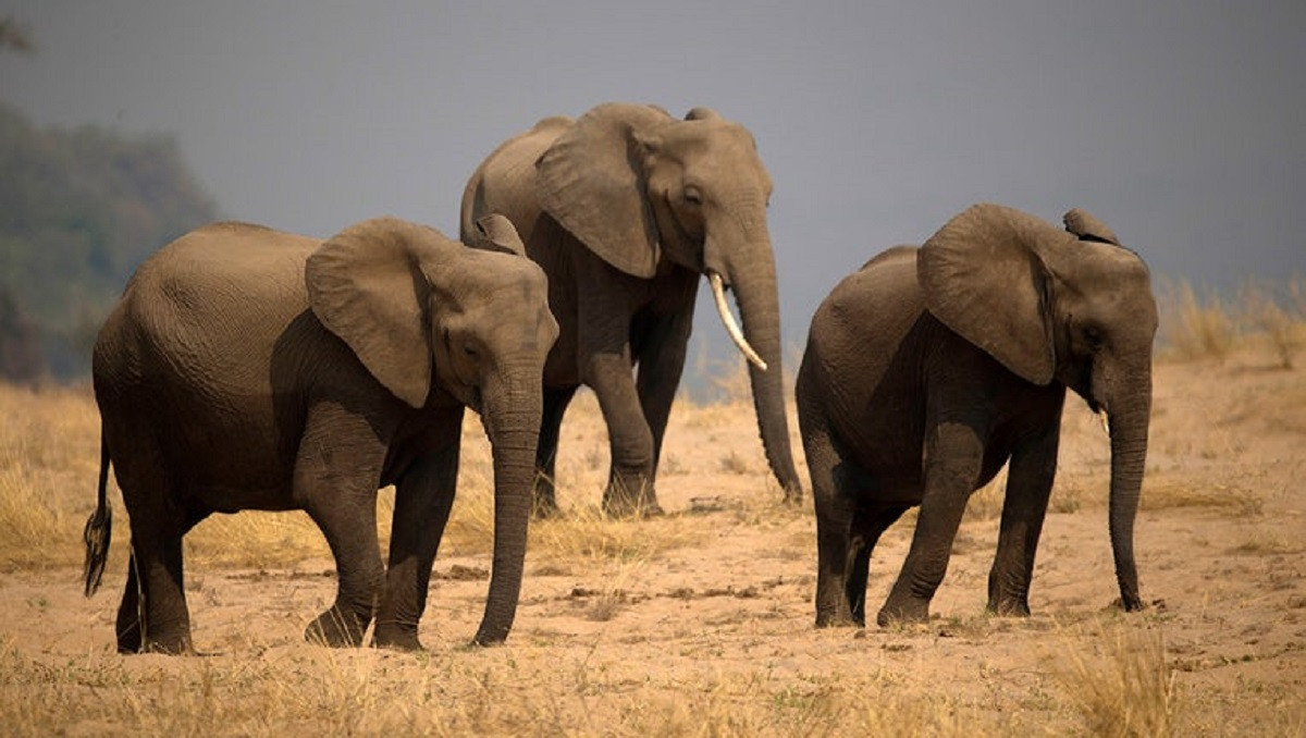 Elefante mata a pisotones a un turista en zimbabue