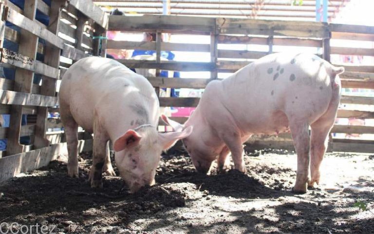 Reportan más de 56 mil cerdos de granja en Nicaragua