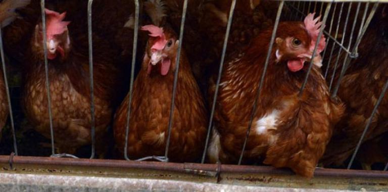 400 mil gallinas mueren en Uruguay debido a una intensa ola de calor