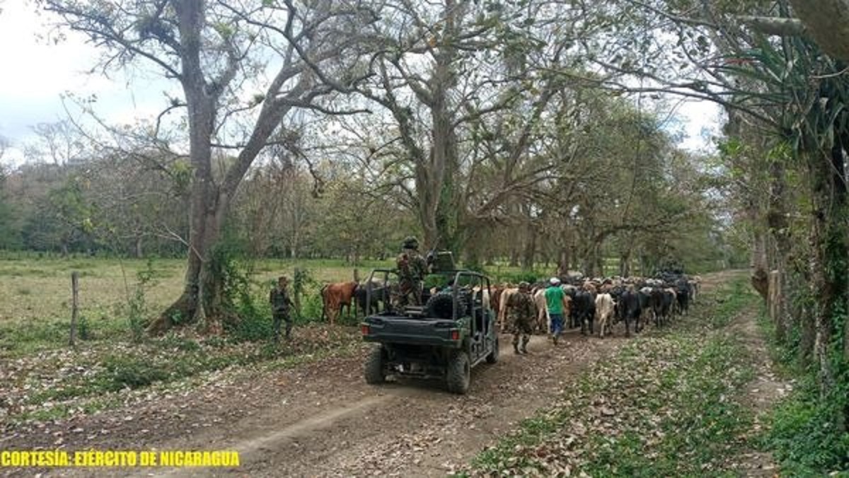 Ejercito de nicaragua recupera 97 semovientes que llevaban hacia honduras 2