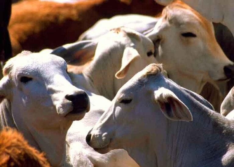 Nicaragua realiza envío número 36 de carne de bovina a China