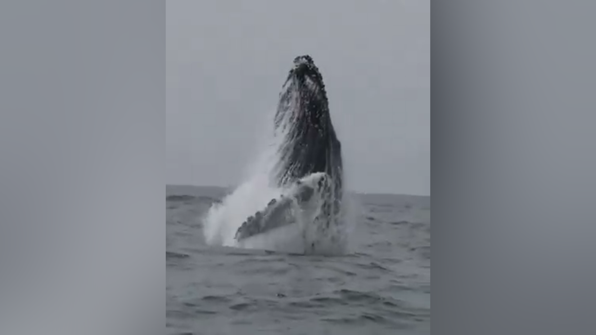 Avistan ballenas jorobadas en San Juan del Sur, Nicaragua