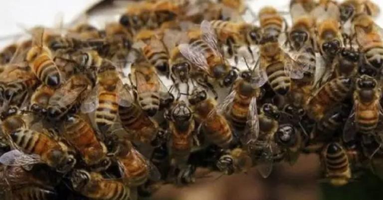 Ataque de abejas africanizadas dejan 6 lesionados en San Lucas